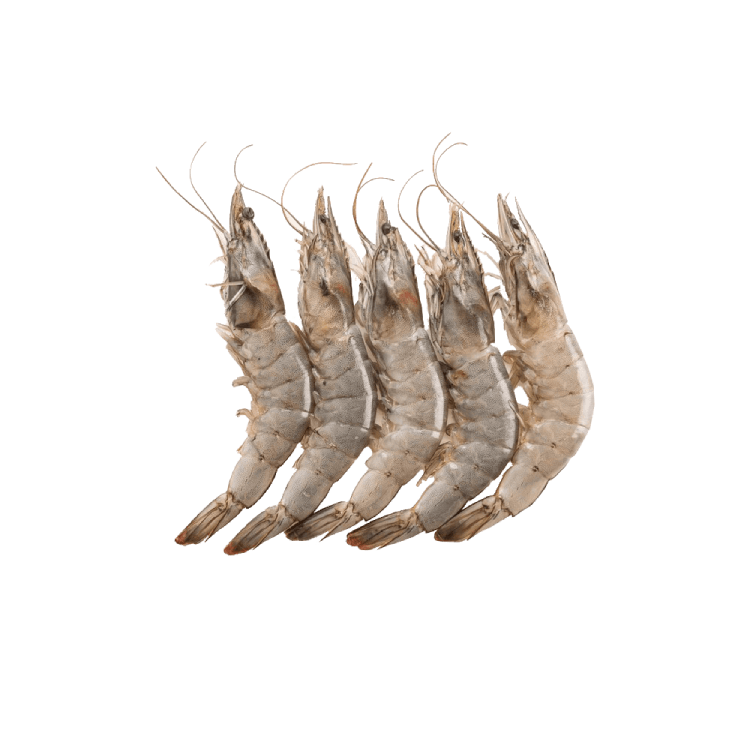 shrimps